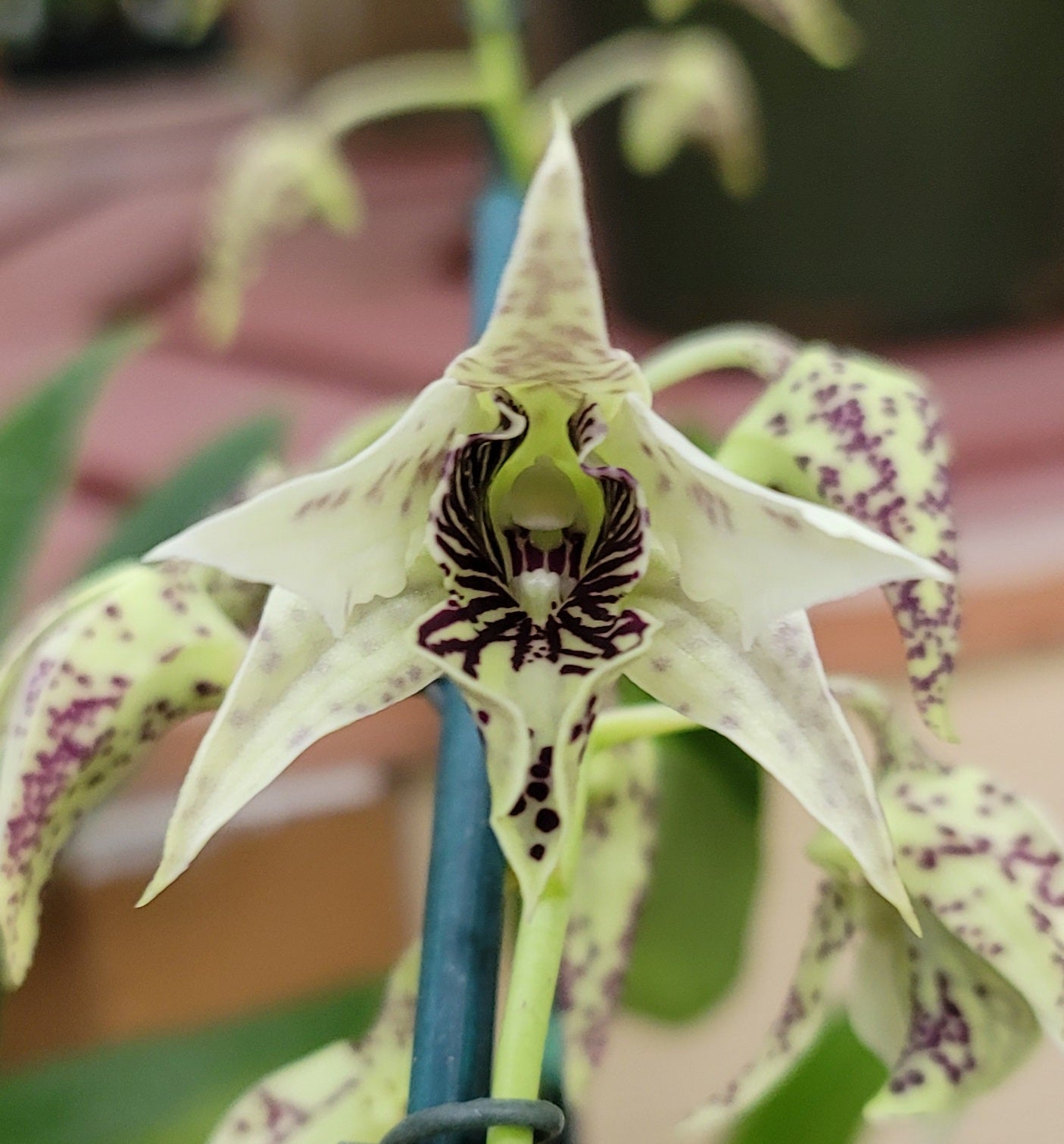 Den. Spider Lily (4" Pot) - Buds