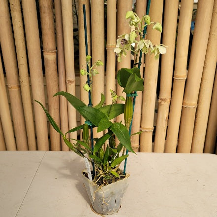 Den. Winter Pixie (4" Pot) - Buds