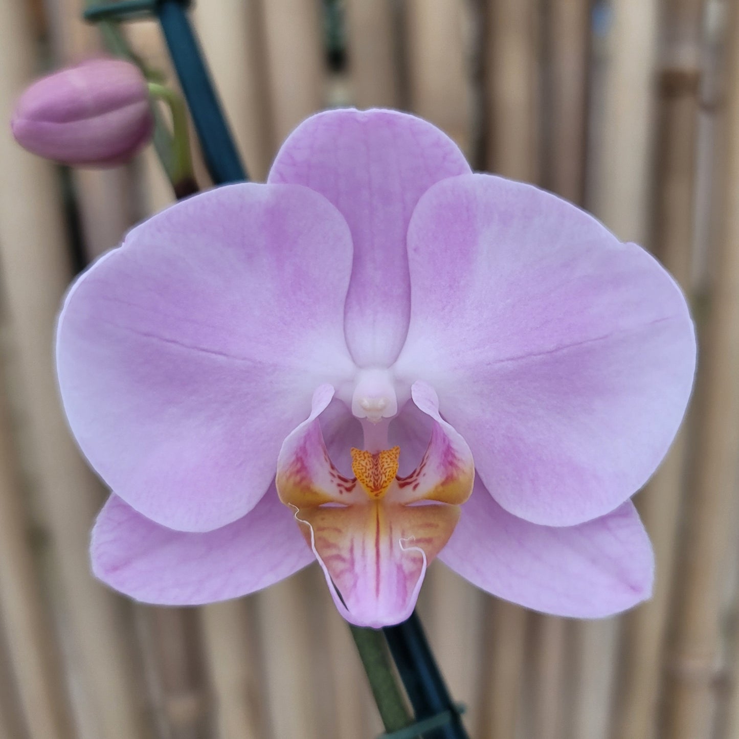 Phal. Gentle Eminence (Single Spike)