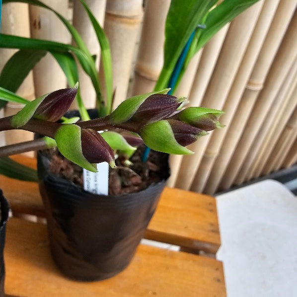 Galptm. Arlene Armour 'Conching' x Zygonisia Cynosure 'Blue Bird' (4" Pot) - Buds