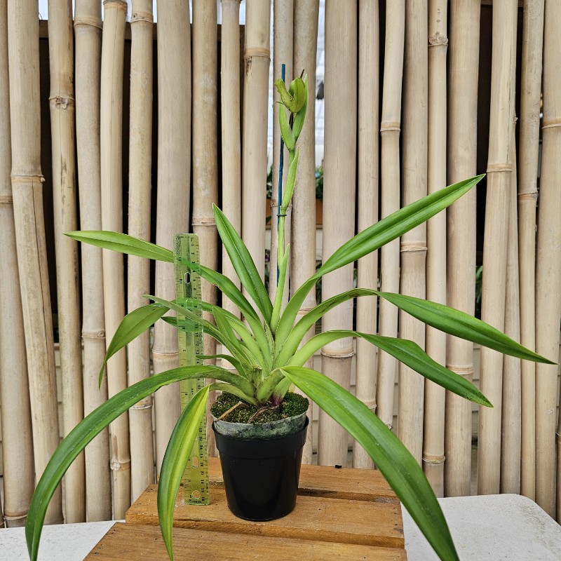 Phrag. boissierianum x Carmine 'Ken Wilson' - 4" Pot (Bud)