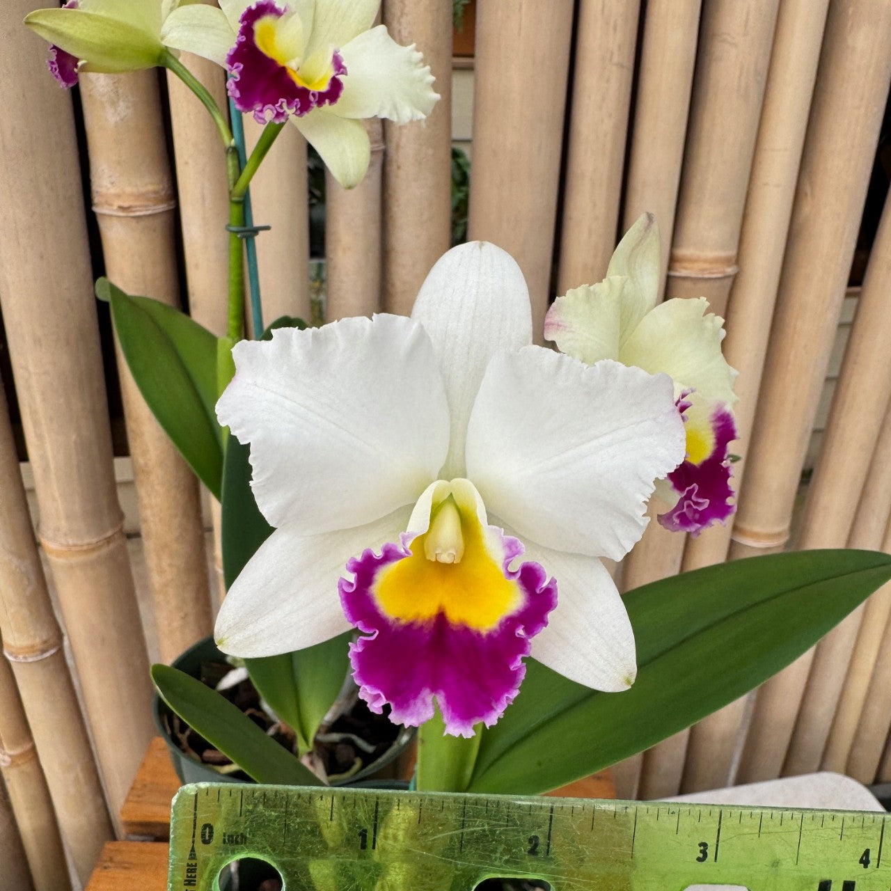 Rth. Hsinying Catherine 'Hakucho' (5.5" Pot) - Not Blooming