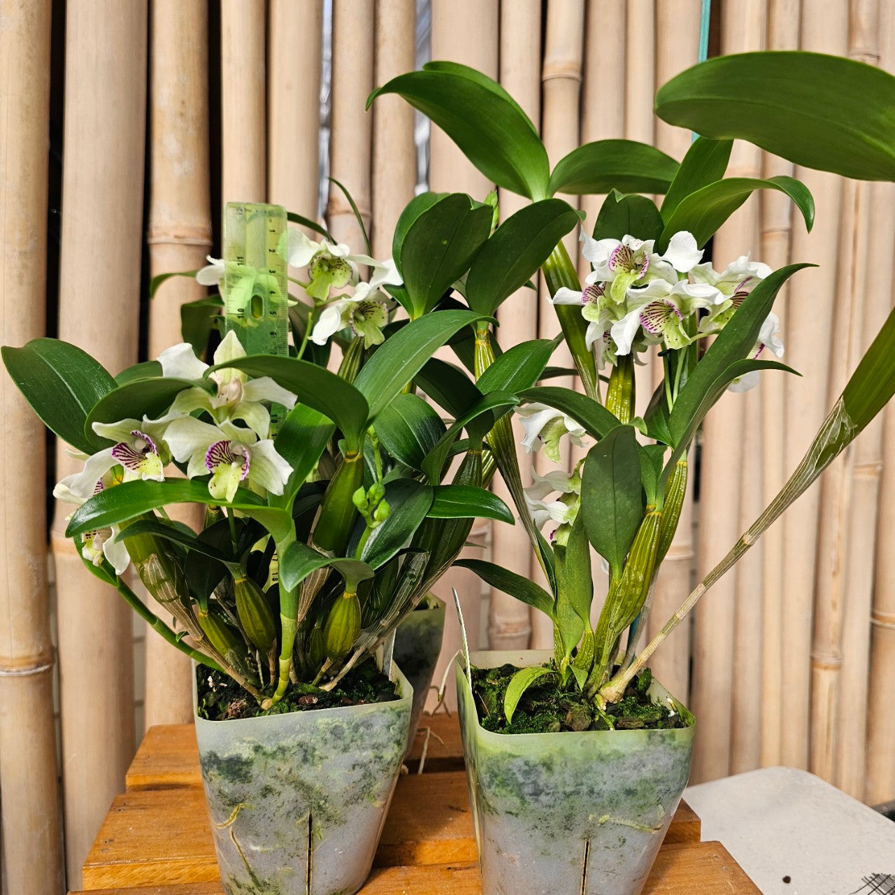 Den. Royal Nora (4" Pot)