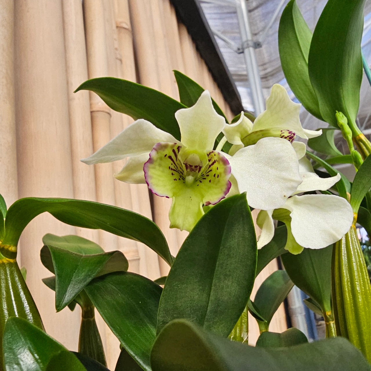 Den. Royal Nora (4" Pot)