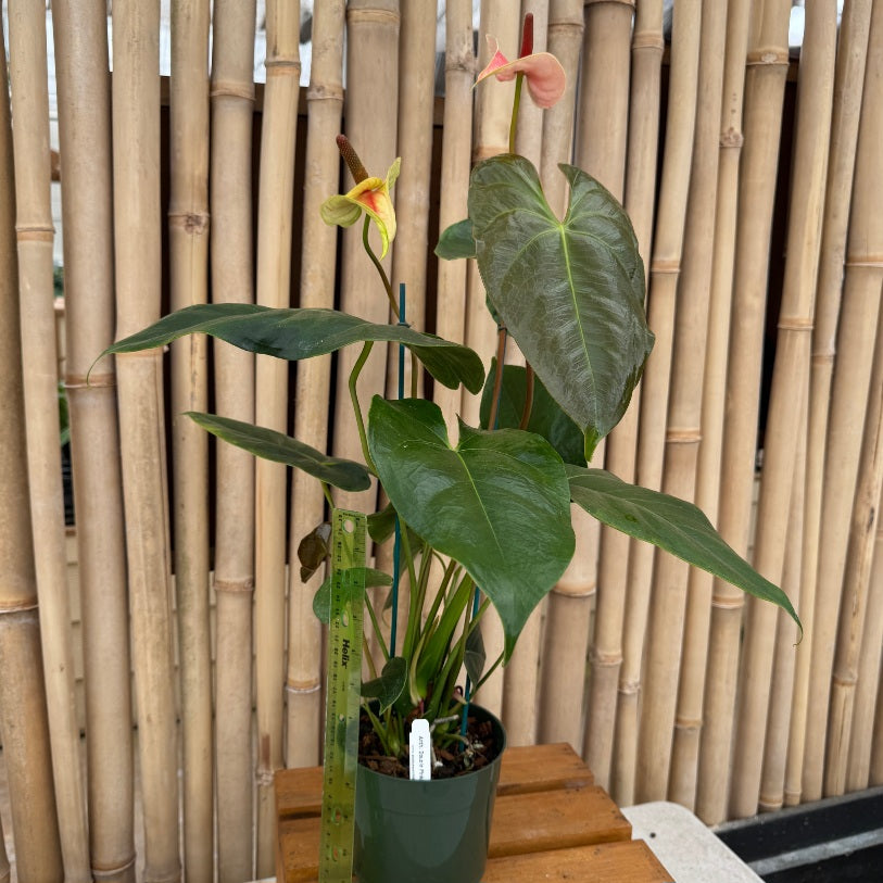 Anth. Double Pink (Seedling - 5.5" Pot)