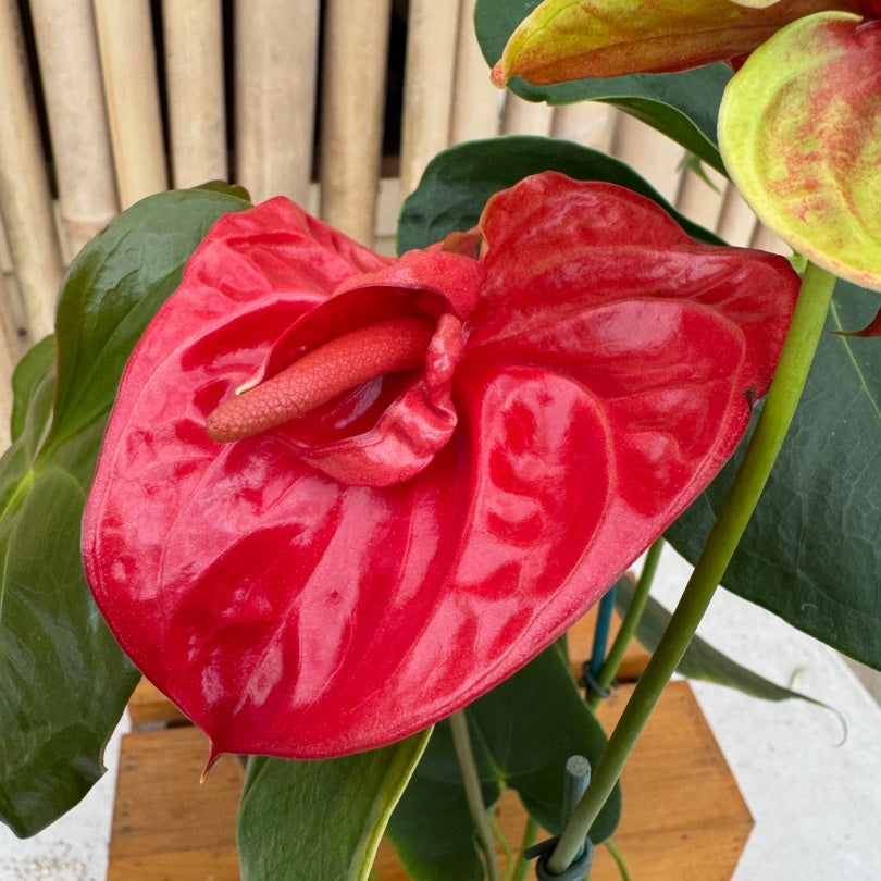 Anth. Double Red (Seedling - 5.5" Pot)