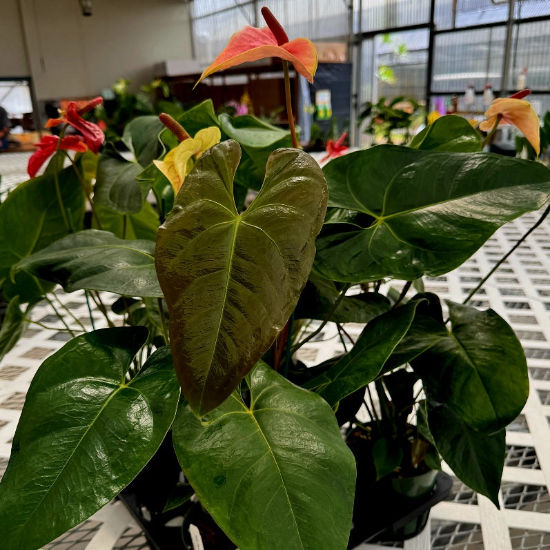 Anth. Double Red (Seedling - 5.5" Pot)