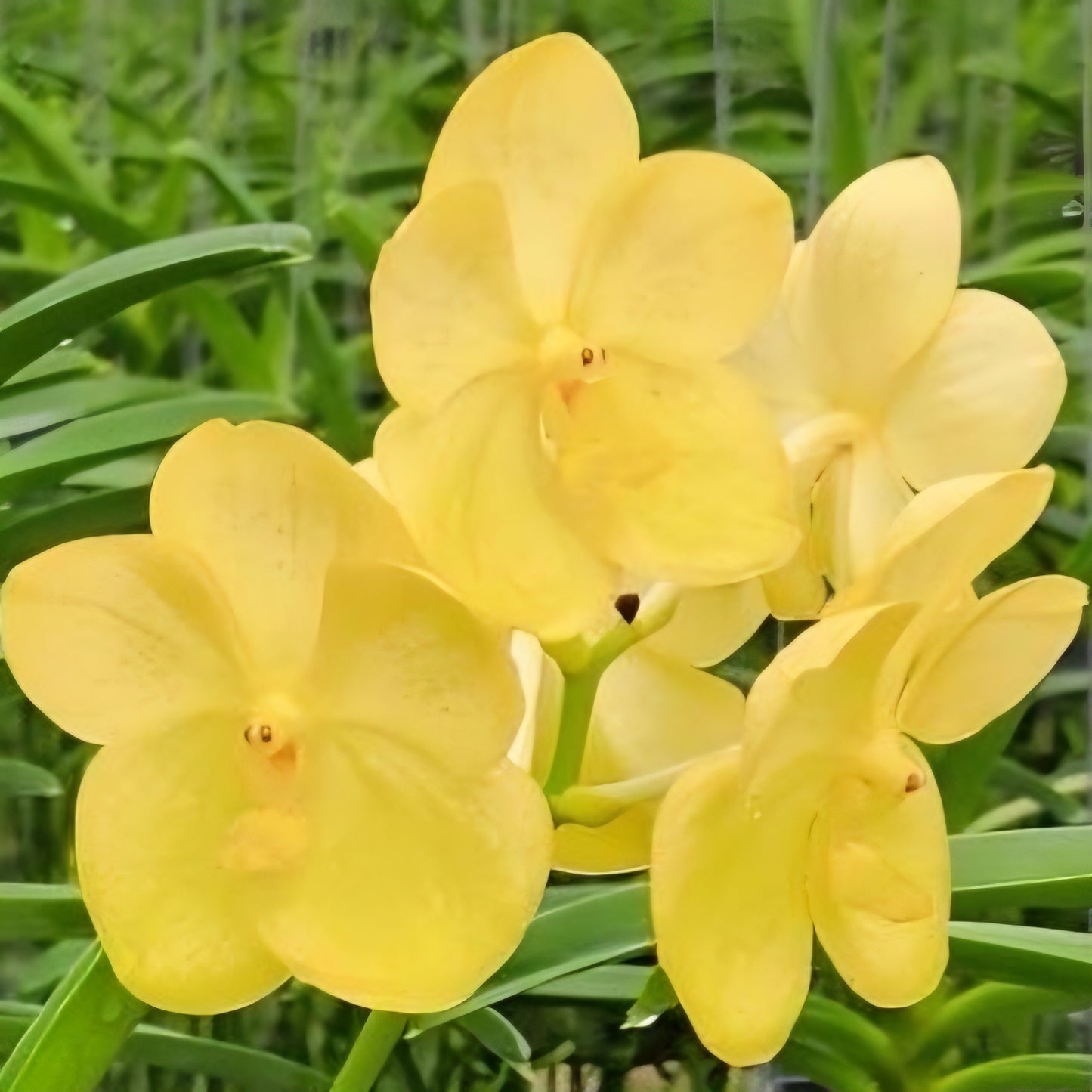 Vanda Luke Pathom Gold (Hanging Basket) - Not Blooming