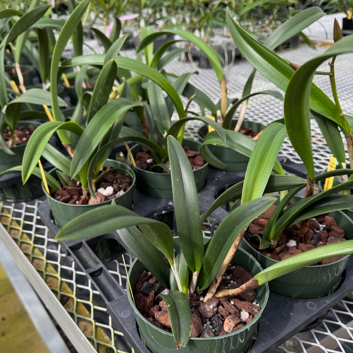 Bc. Yu Toung Star 'No. 1' (5.5" Pot) -Not Blooming