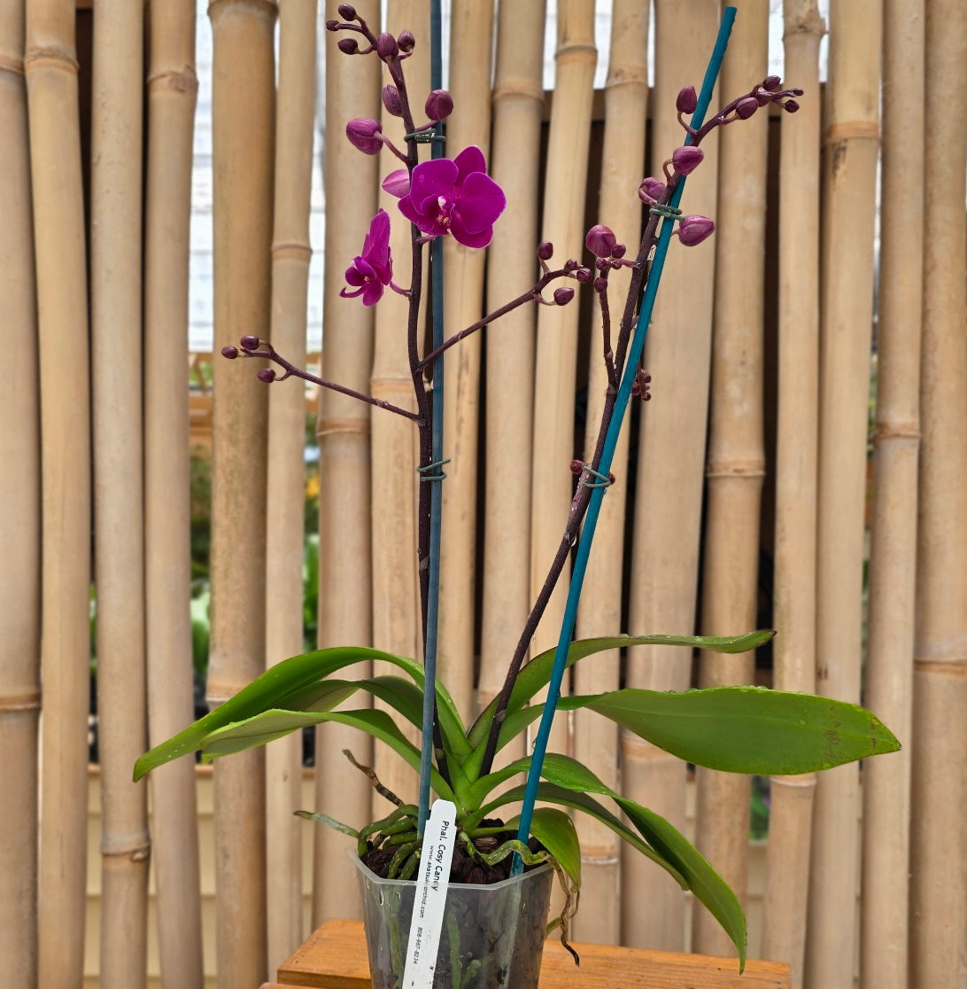 Phal. Cosy Candy (Miniature)