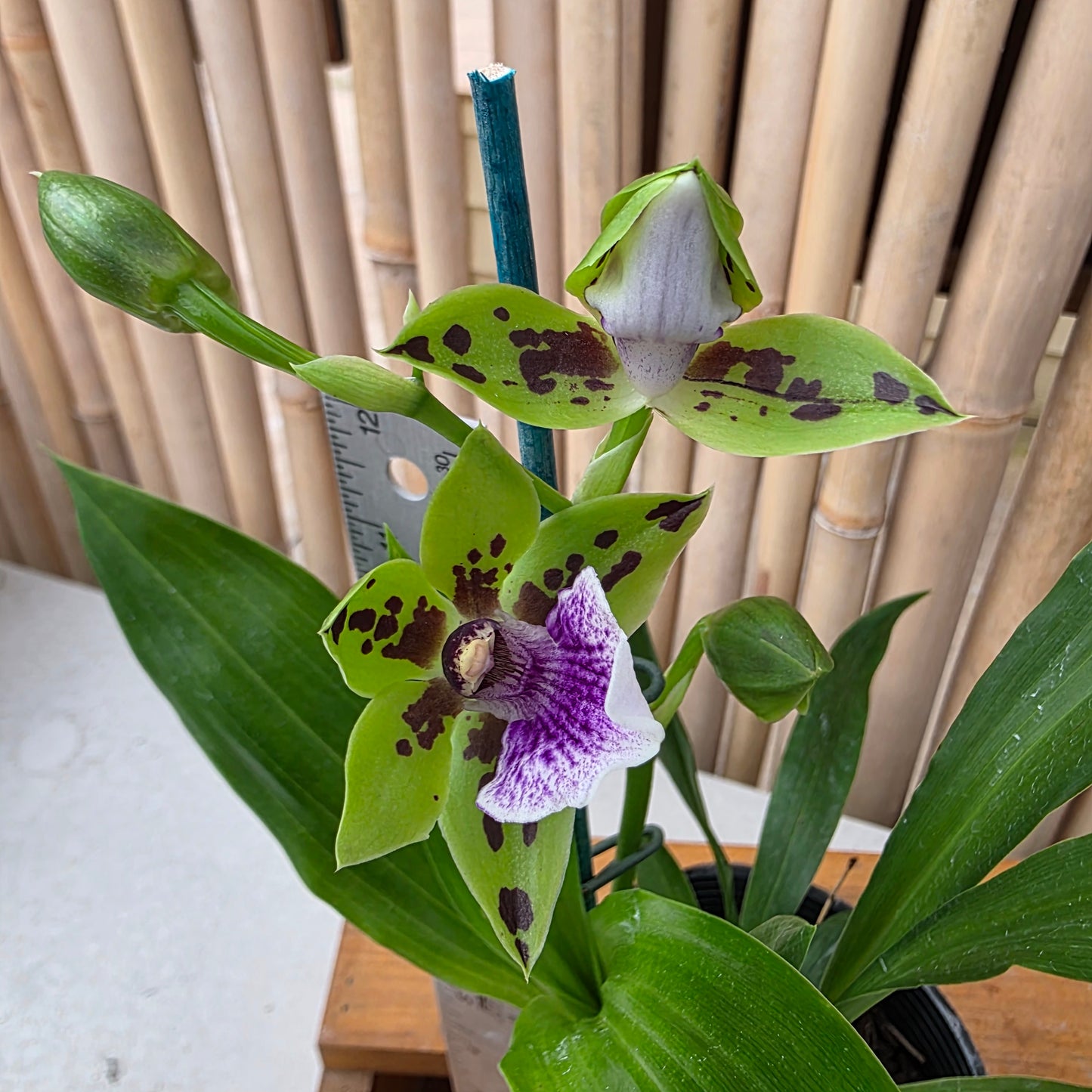 Zygoneria Adelaide Meadows (Z. Titanic x Zga. Dynamo) (4" Pot) - Buds