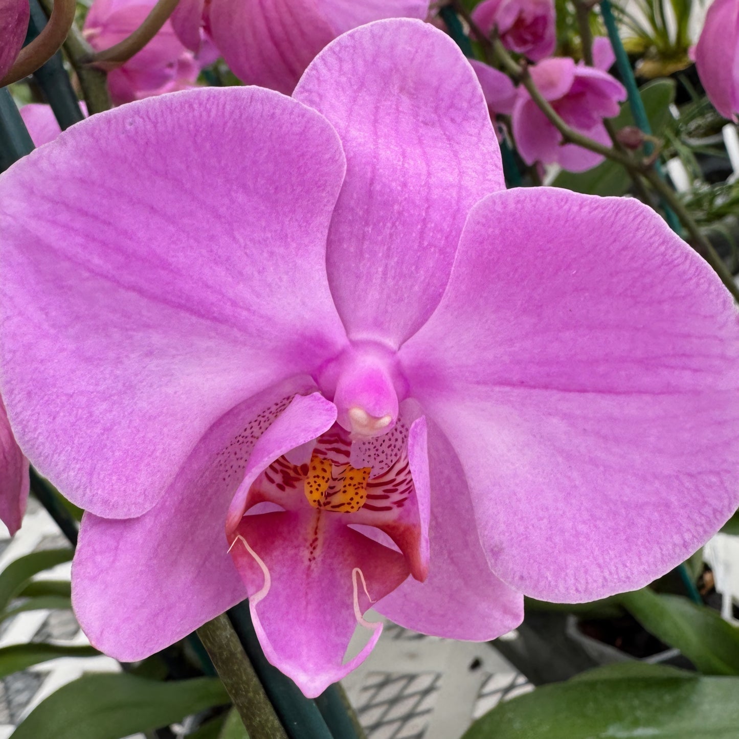 Phal. San Francisco (Single Spike)