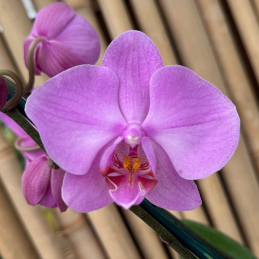 Phal. San Francisco (Double Spike)