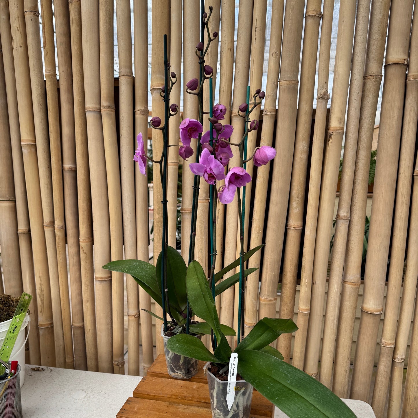 Phal. San Francisco (Double Spike)