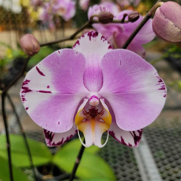 phal plant Phal. Art Nouveau