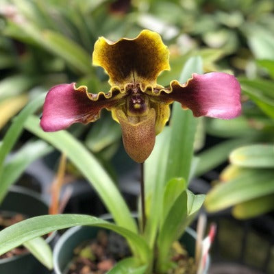 Paph. hirsutissimum var. esquirolei (5.5" Pot) - Not Blooming
