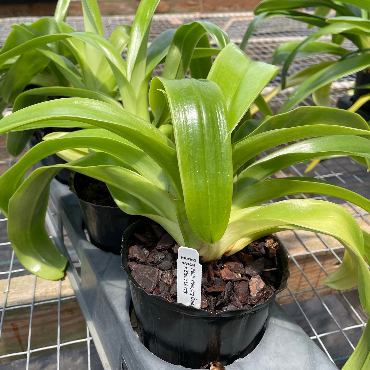 Complex Paphiopedilum (Seedling 4" Pot) - Not Blooming