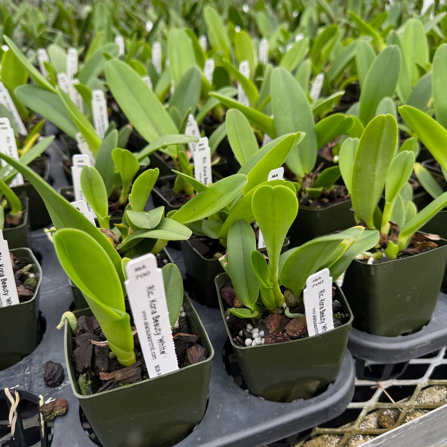 Rlc. Kona Beauty 'White' (Starter-2.75" Pot)