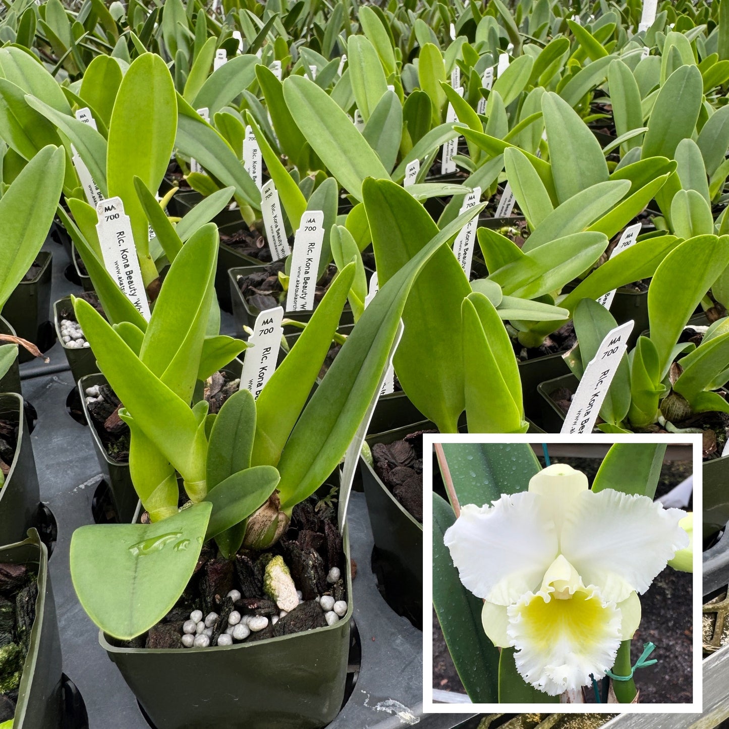 Rlc. Kona Beauty 'White' (Starter-2.75" Pot)