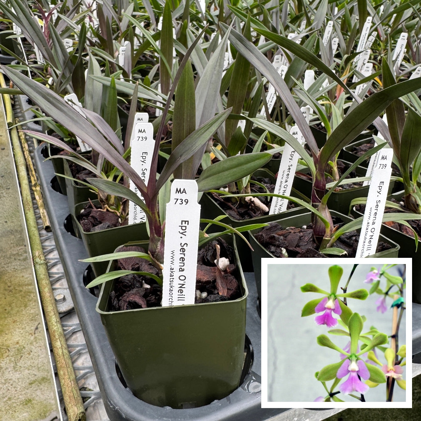 Epy. Serena O'Neill 'Volcano Queen' (Starter-2.75" Pot)