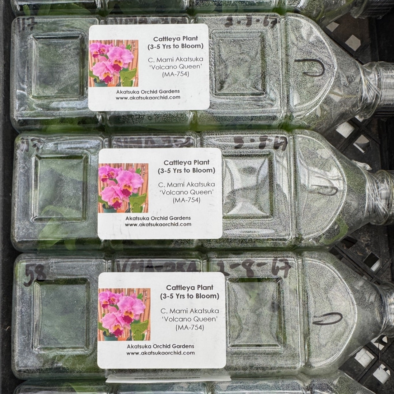 C. Mami Akatsuka 'Volcano Queen' FLASK (Cattleya Clone)