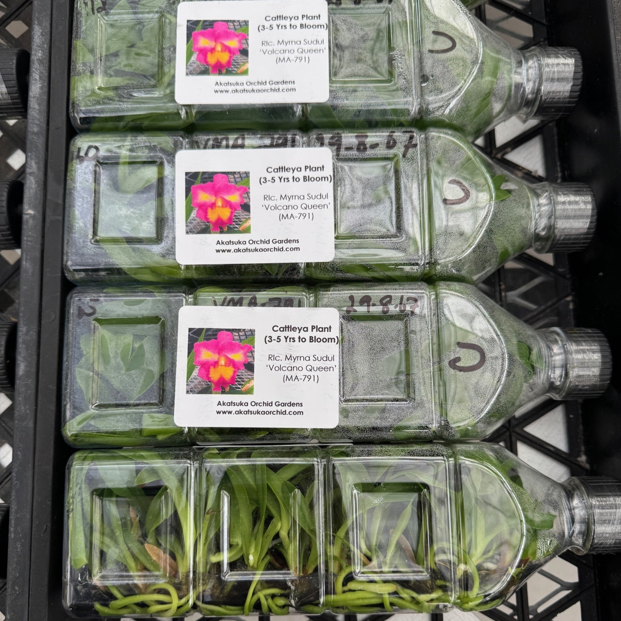 Rlc. Myrna Sudul 'Volcano Queen' FLASK (Cattleya Clone)