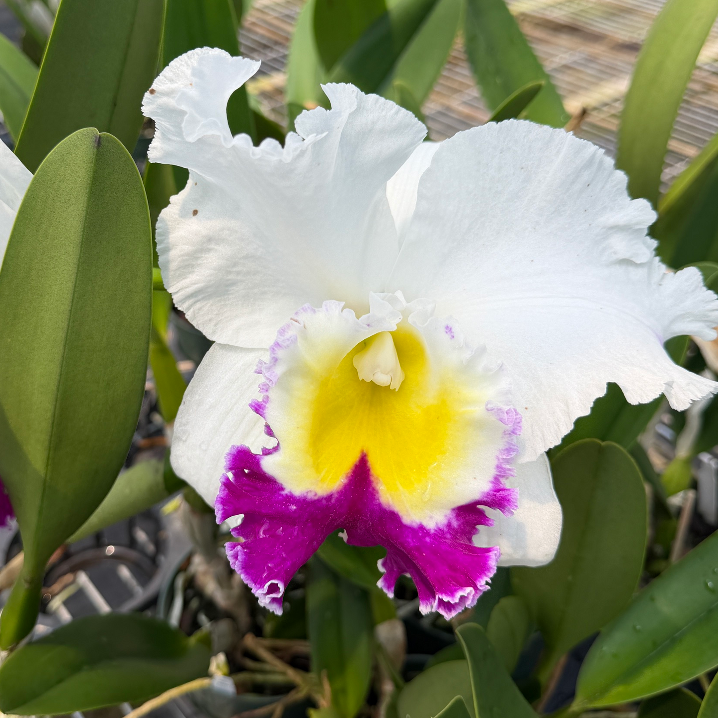 Rlc. Volcano Glory 'Yuki' x Rlc. Mori Akatsuka 'Volcano Queen' (Not Blooming) - 5.5" Pot