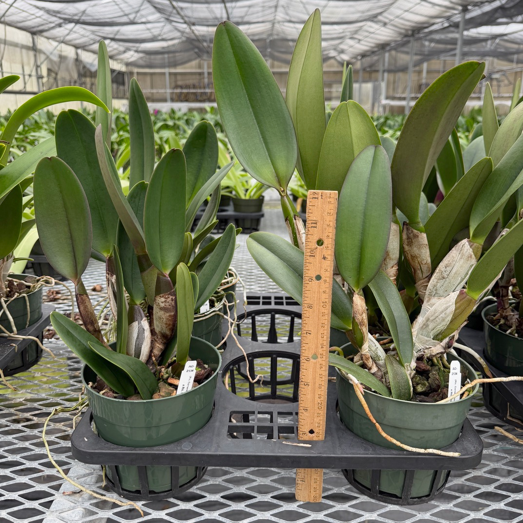 (Rlc. Cornerstone '4th of July' x Rlc. Sachiko Tsugawa) 'XXX' x Rlc. Mitsuo Akatsuka 'Volcano Queen' (Not Blooming) - 5.5" Pot