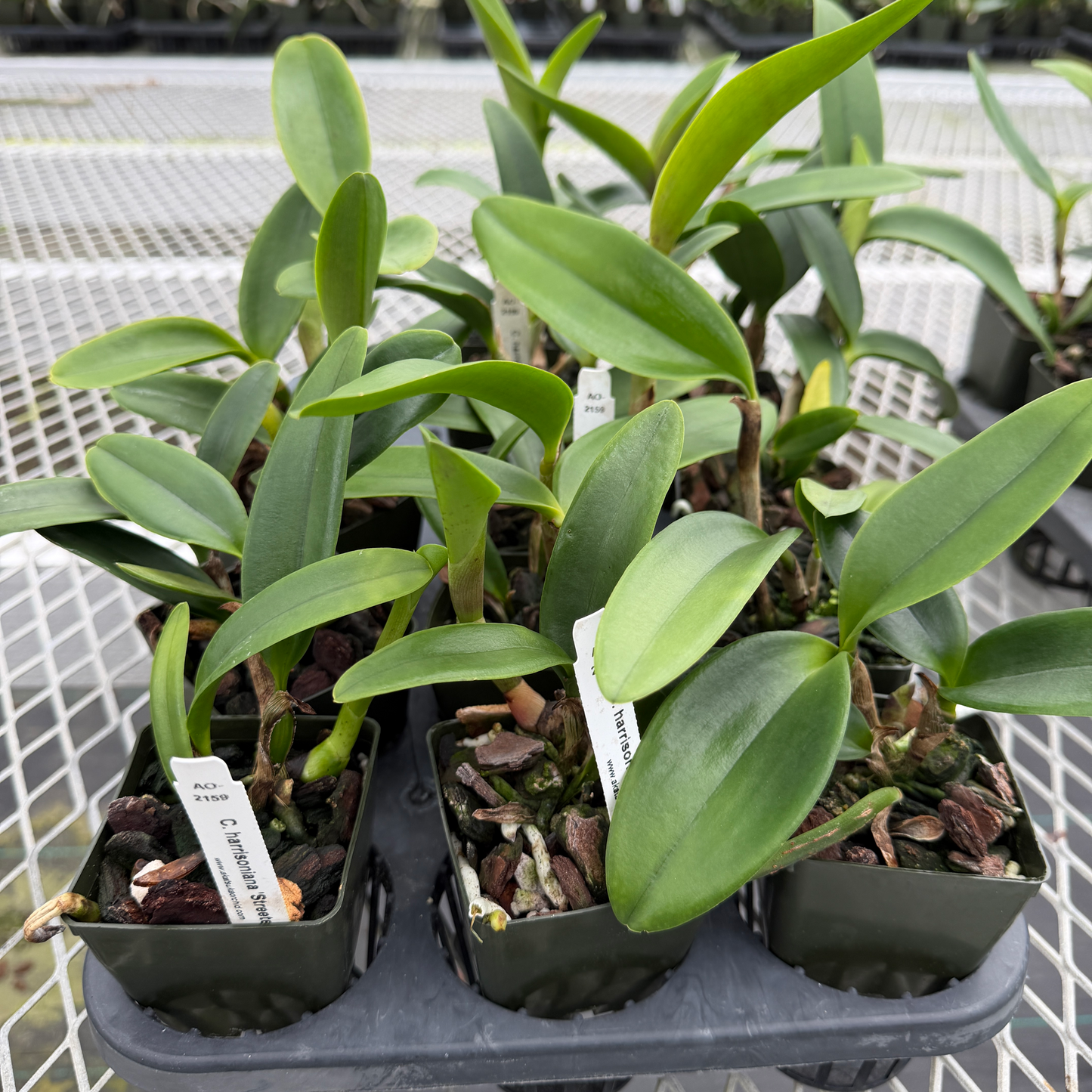 C. harrisoniana 'Streeter's Choice' FCC/AOS x self (Starter-2.75" Pot)