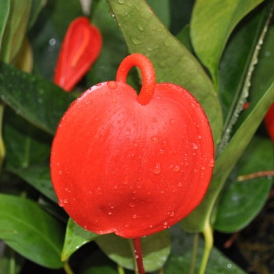 Anthurium Pigtail Plant (5.5" Pot)