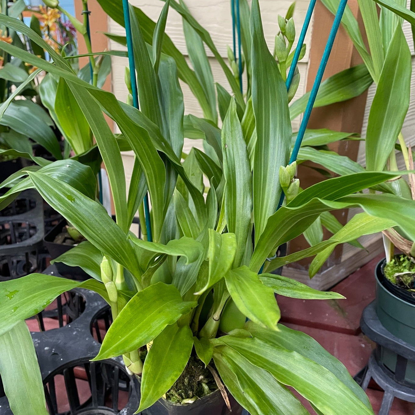 Zygopetalum Adv. Australia 'HOF' -Multi-spike