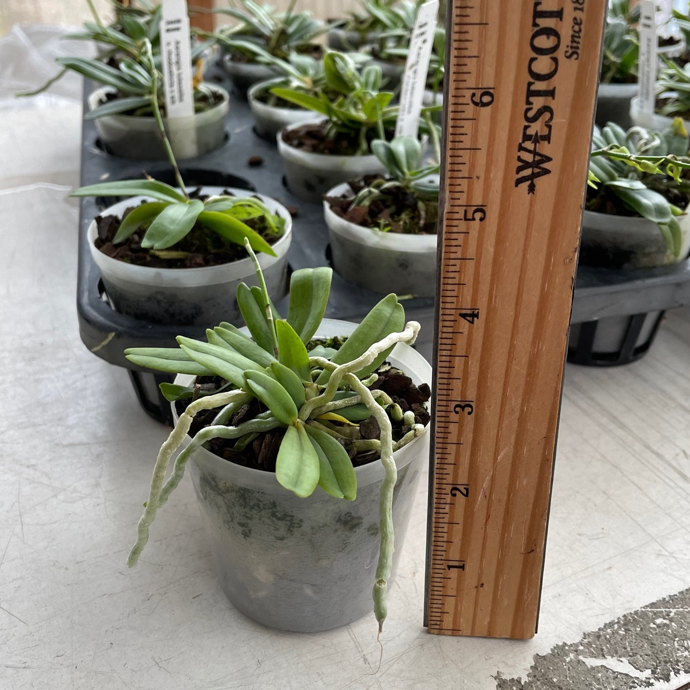 Aerangis luteo-alba x sib (3" pot) -Not Blooming