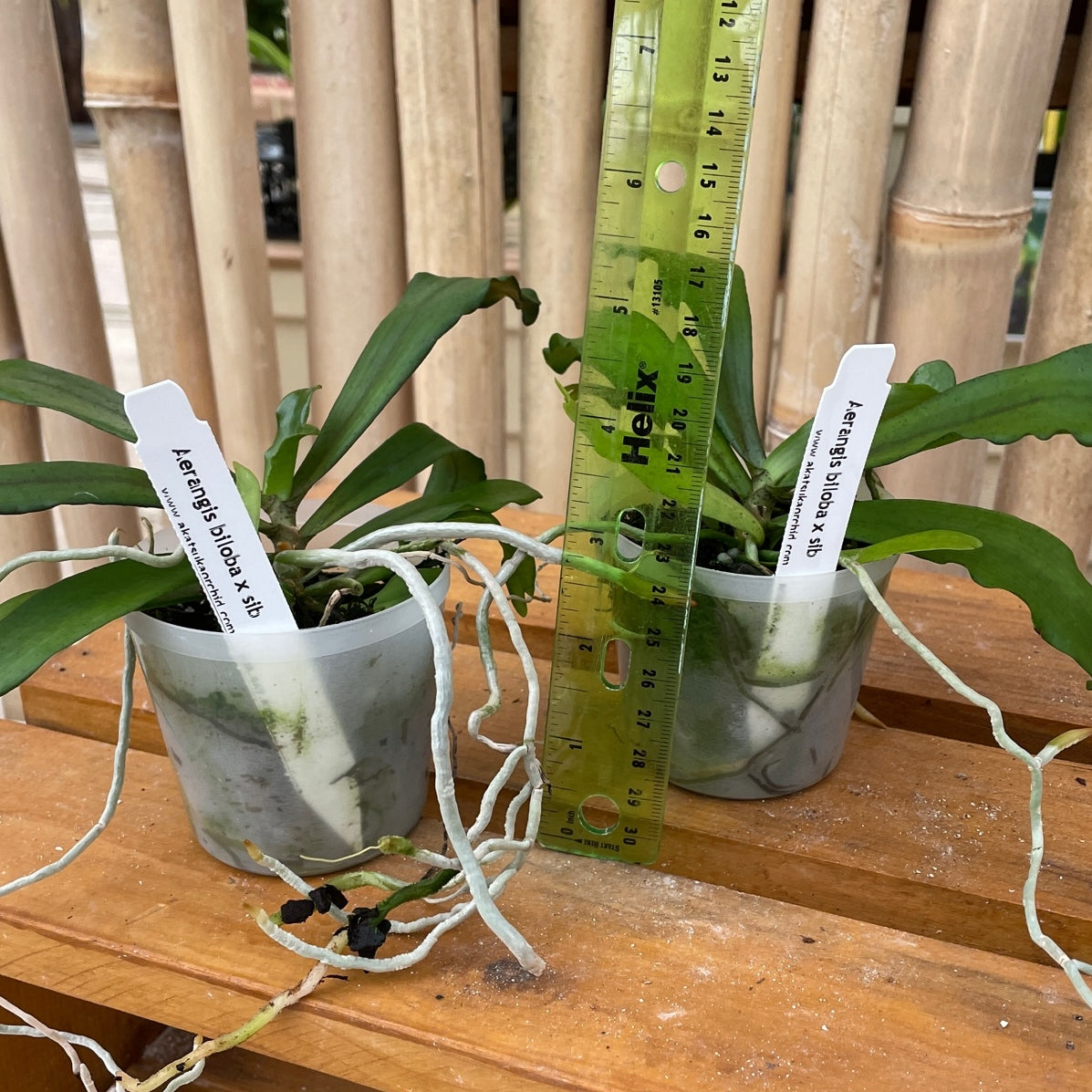 Aerangis biloba x sib (Plant Only)