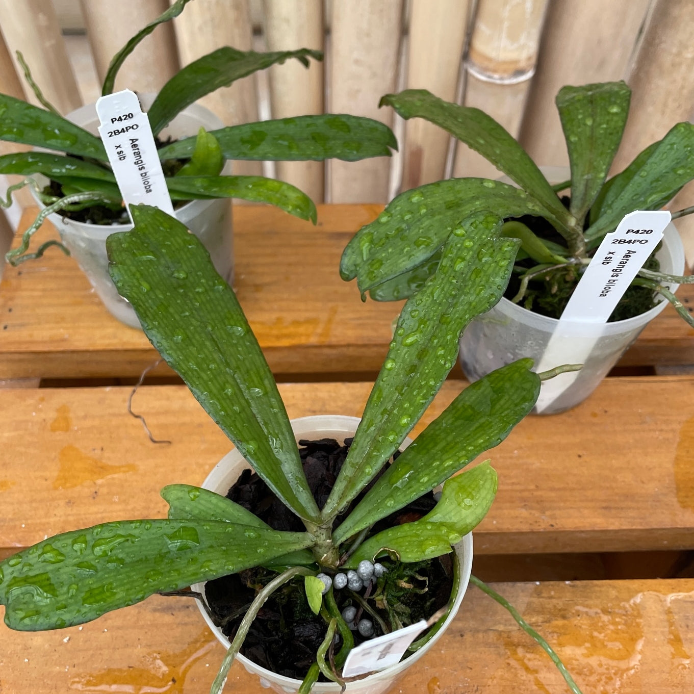 Aerangis biloba x sib (Plant Only)