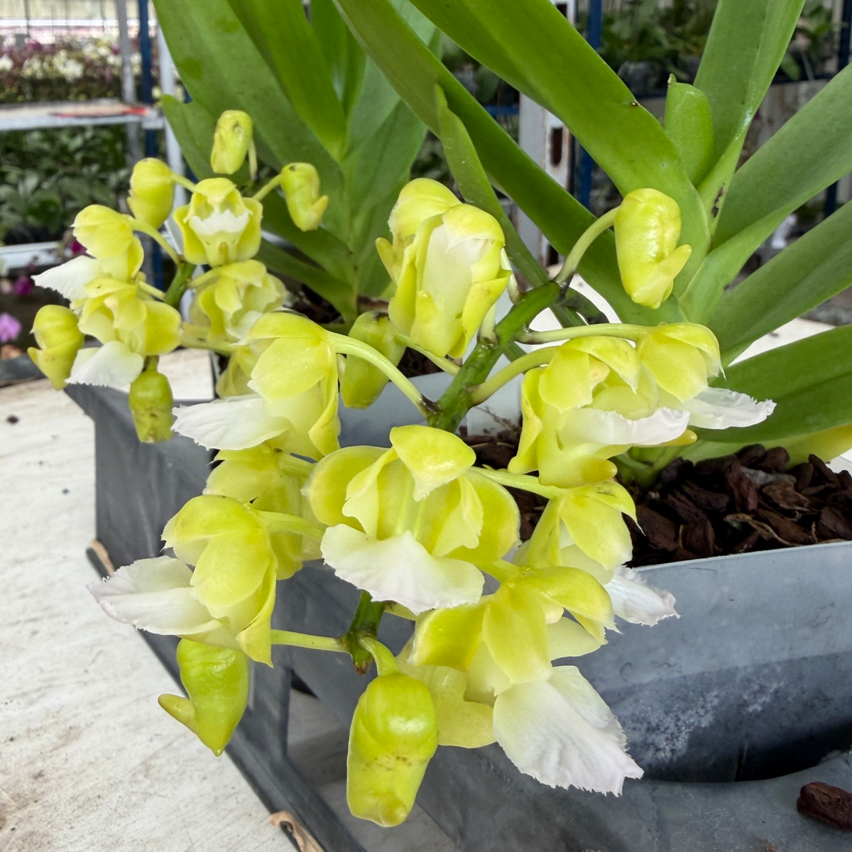 Aerides houlletiana v. alba x sib (4" Pot) - Not Blooming
