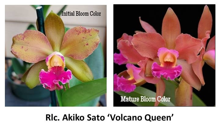 Rlc. Akiko Sato 'Volcano Queen' (Variegated) - 5" Pot - Not Blooming