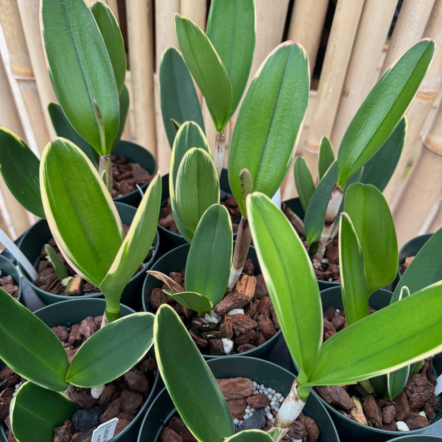 Rlc. Akiko Sato 'Volcano Queen' (Variegated) - 5" Pot - Not Blooming