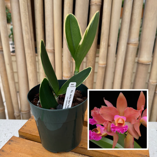 Rlc. Akiko Sato 'Volcano Queen' (Variegated) - 5" Pot - Not Blooming