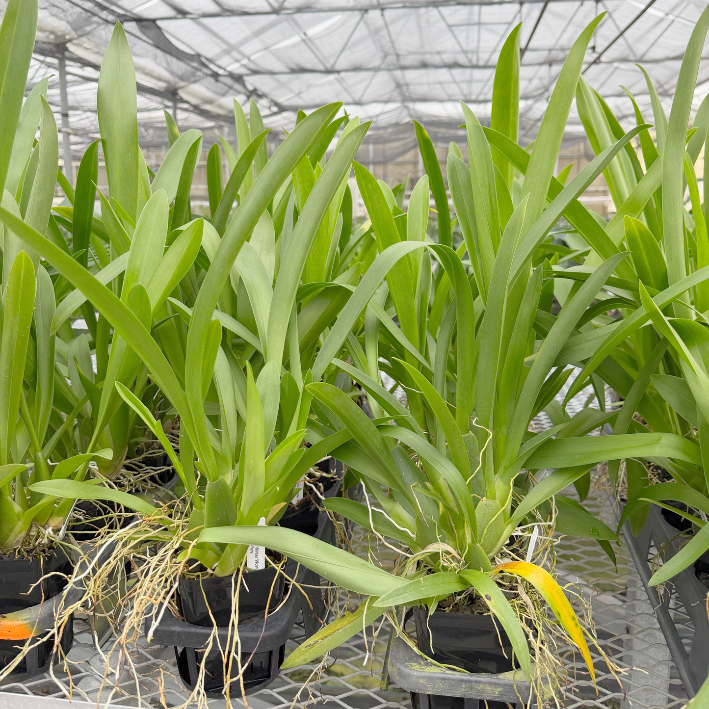 Alcra. Winter Wonderland 'White Fairy' (4" Pot) - Not Blooming