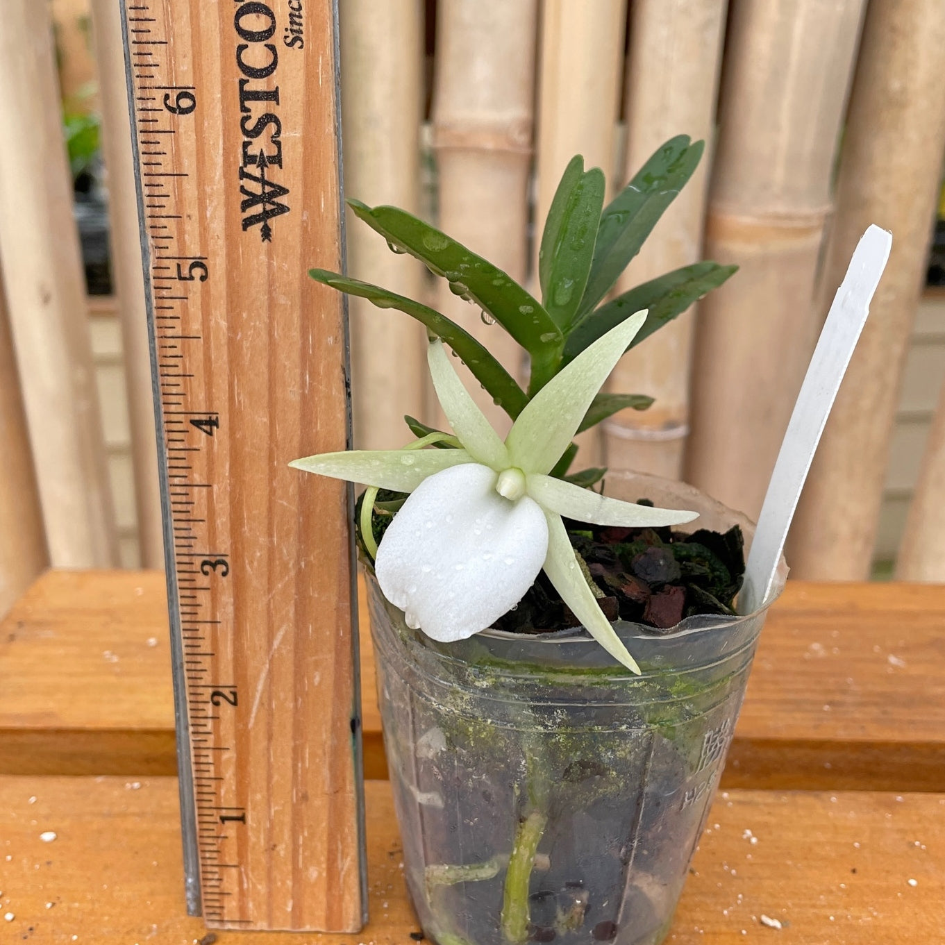 Angraecum didieri x sib