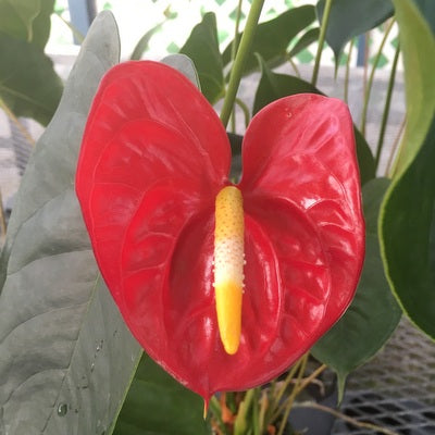 Anth. Oshiro (Red Obake)