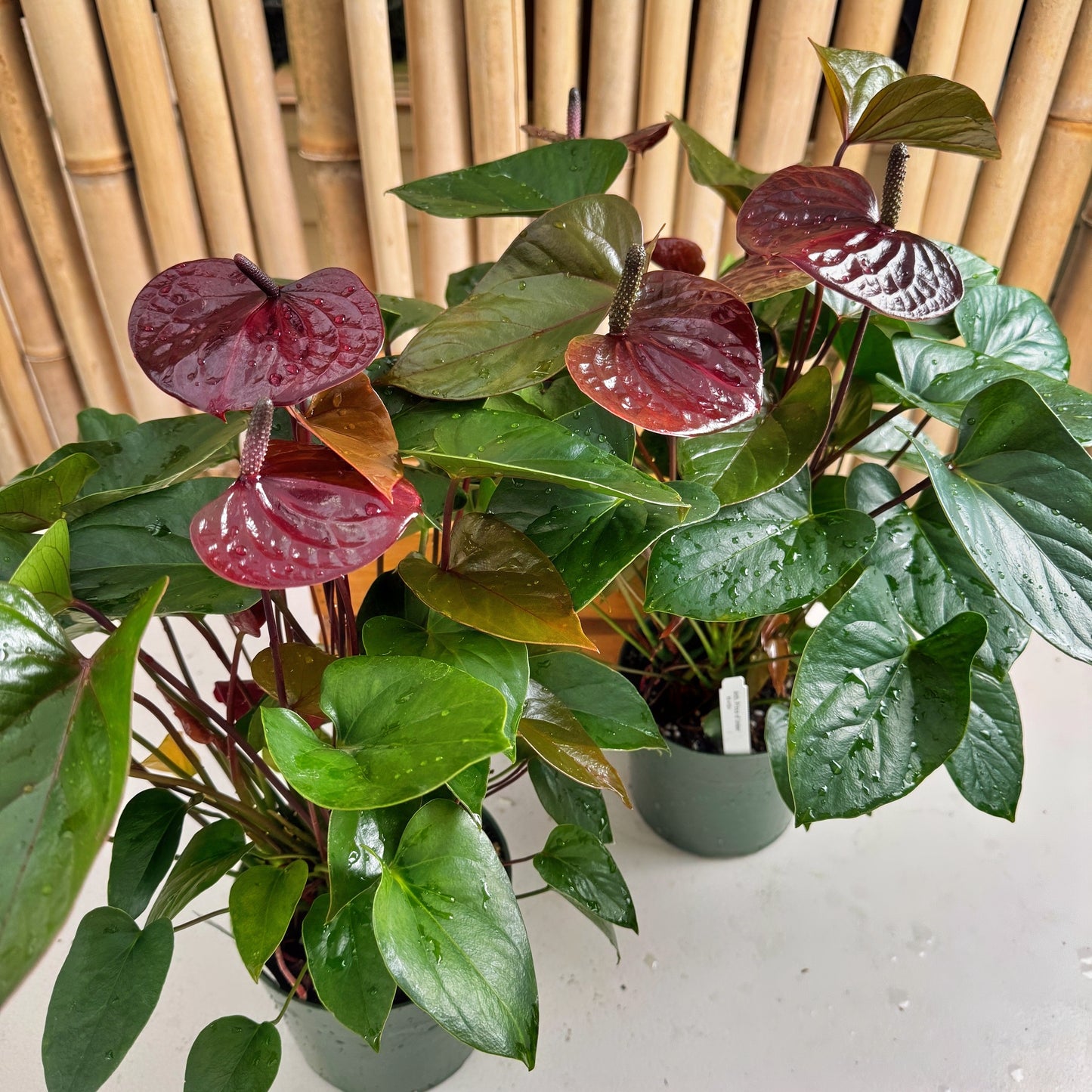 Anth. Prince of Umber (5.5" Pot)