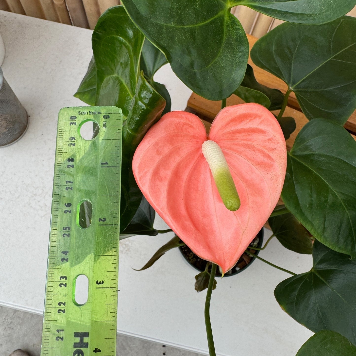 Anth. Baby Peach (Seedling - 5.5" Pot)