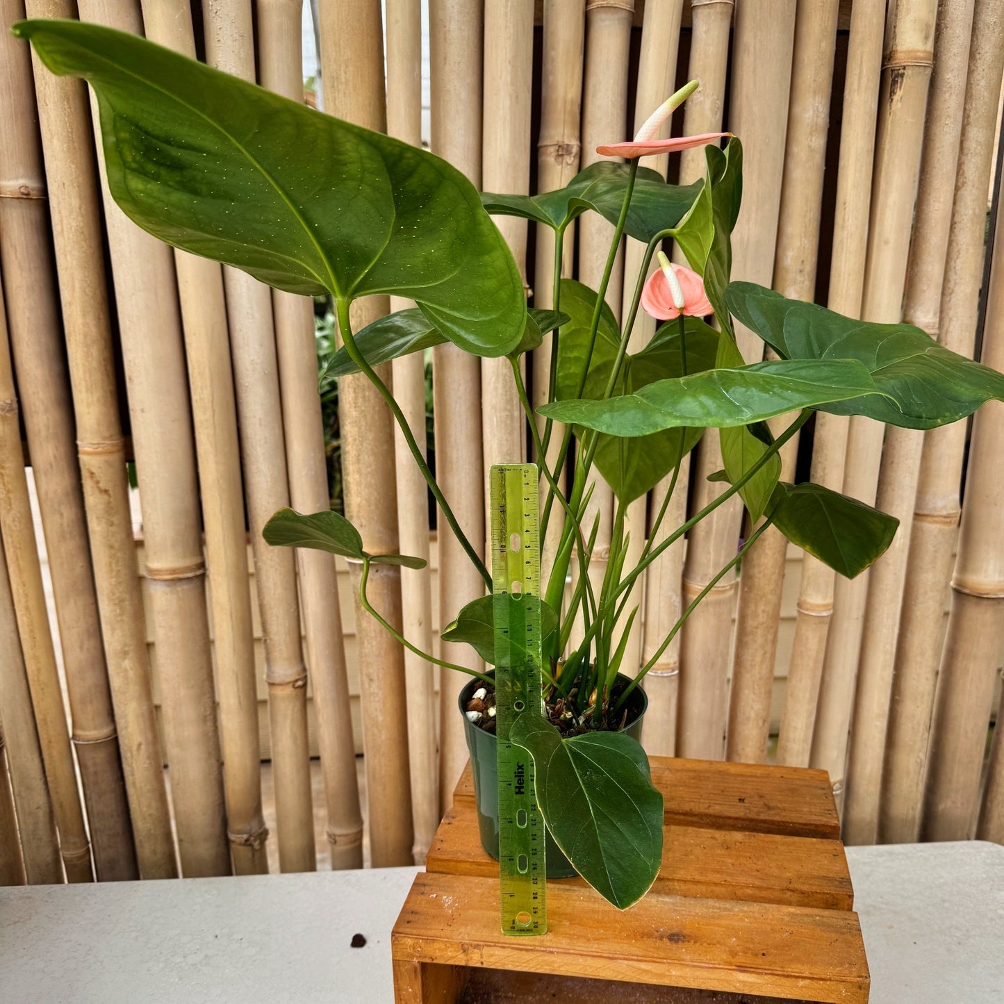 Anth. Baby Peach (Seedling - 5.5" Pot)