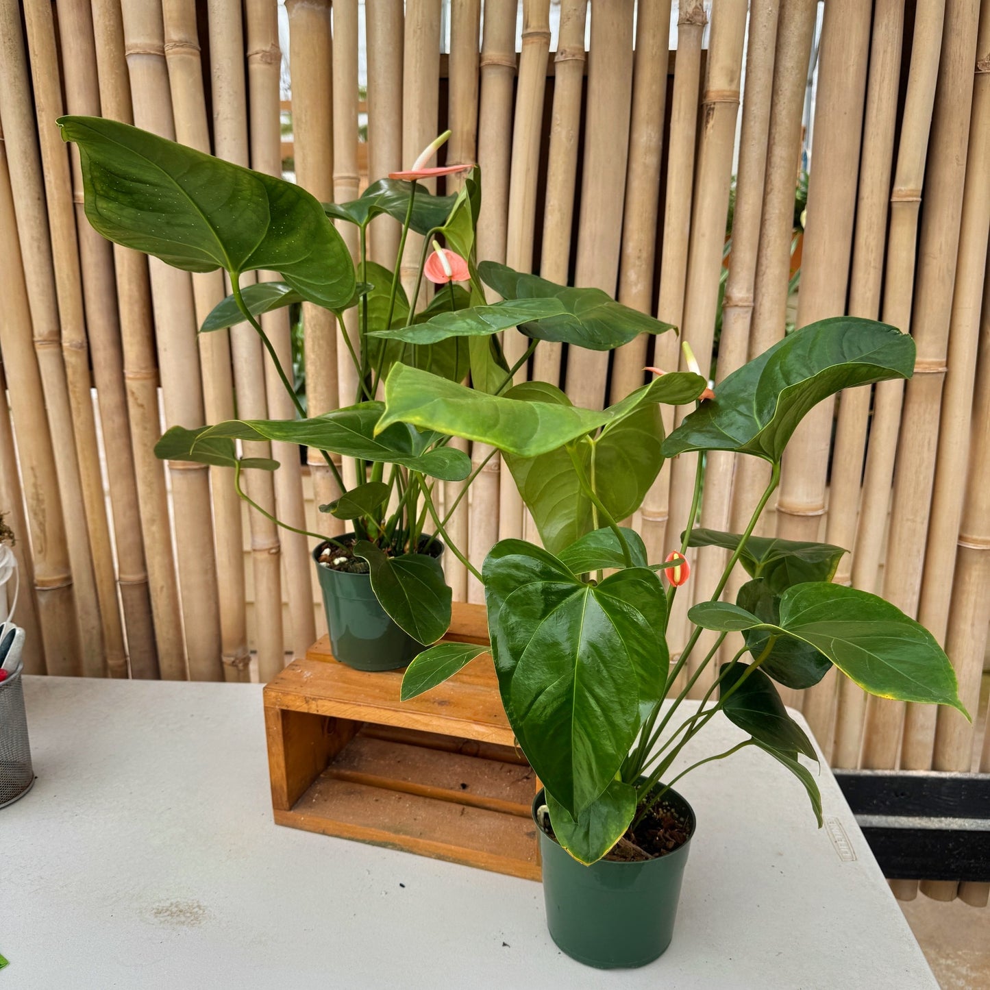 Anth. Baby Peach (Seedling - 5.5" Pot)