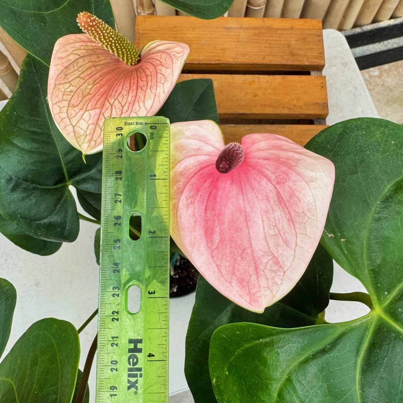 Anth. Baby Pink (Seedling - 5.5" Pot)