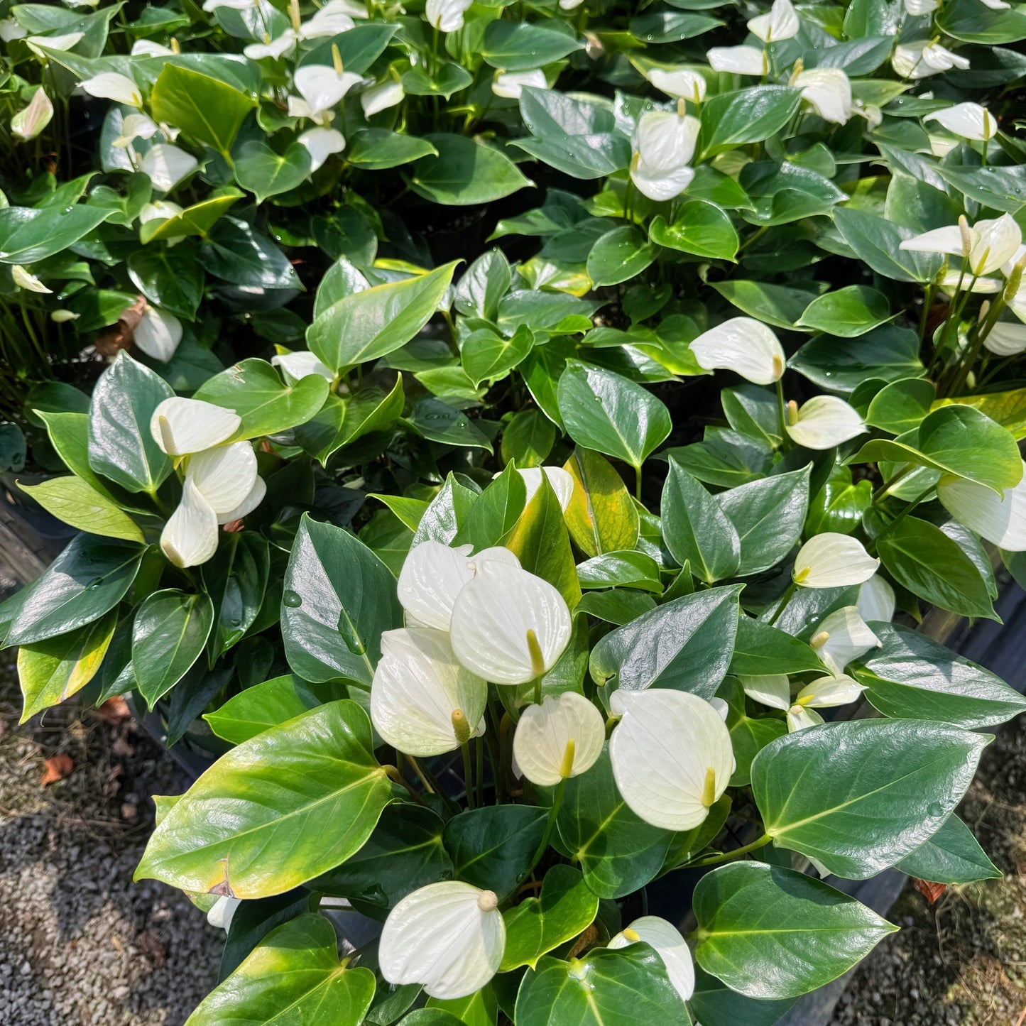 Anth. Baby White (5.5" Pot)