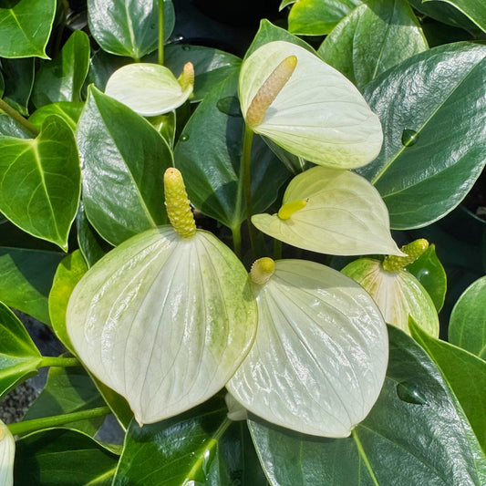 Anth. Baby White (5.5" Pot)