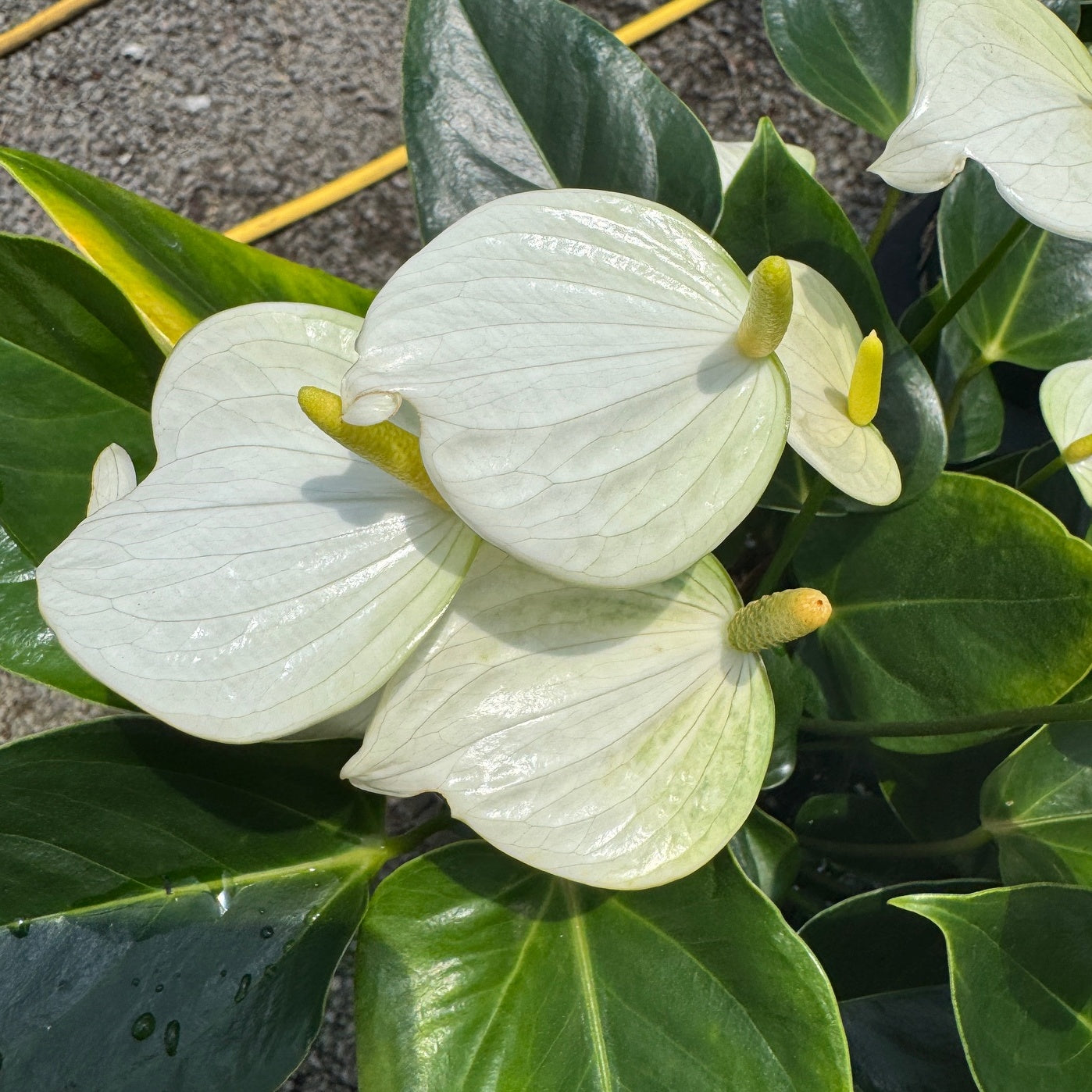 Anth. Baby White (5.5" Pot)