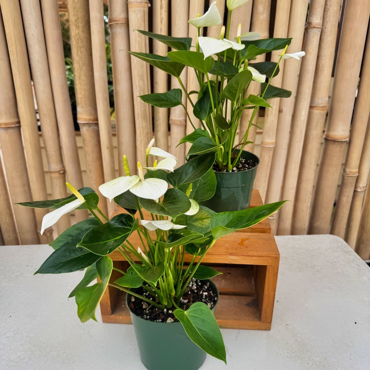 Anth. Baby White (5.5" Pot)